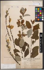 Foto von Salix caprea L.